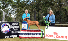 DOG CHALLENGE & AUSTRALIAN BRED IN SHOW - CH. DINAMYTE LET THE PARTY BEGIN (AI)